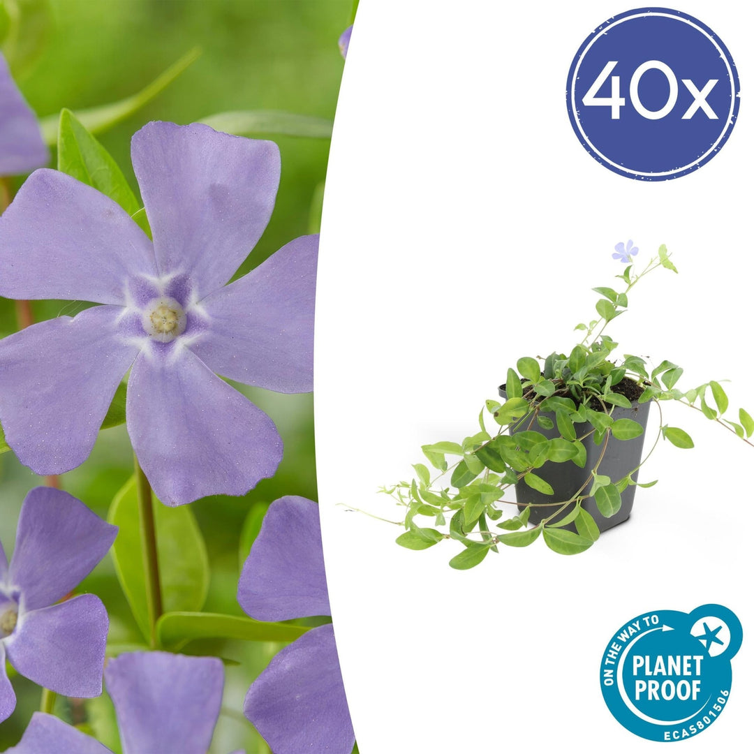 Vinca minor 'La Grave' - 20cm - Petite Pervenche