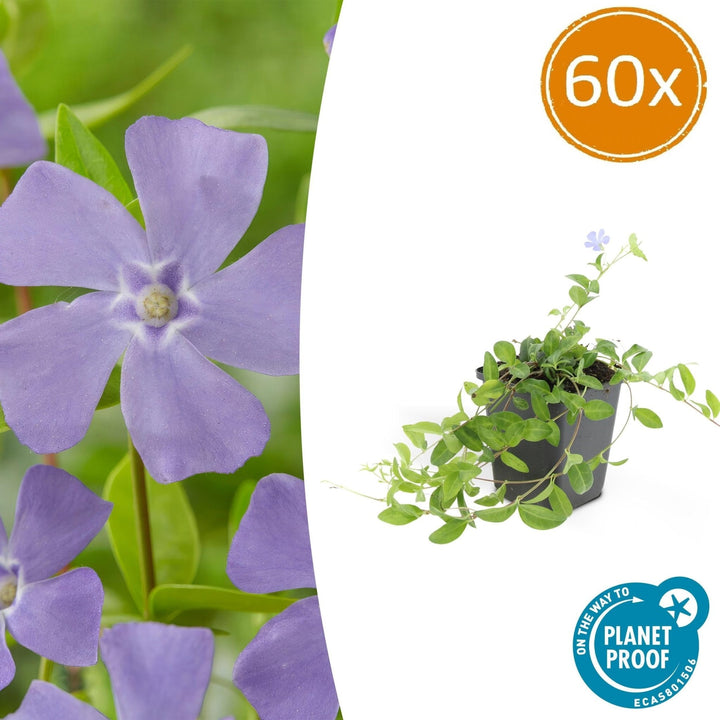 Vinca minor 'La Grave' - 20cm - Petite Pervenche