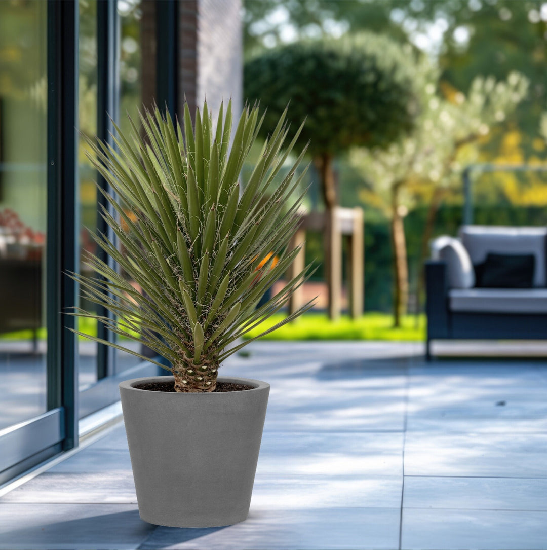 Yucca Filifera Australis - 160cm - Palmlelie Kamerplant