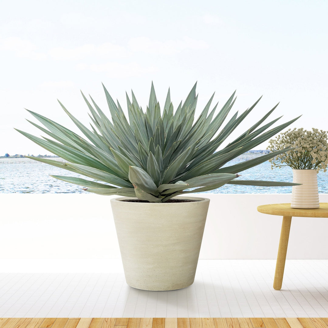Yucca Gloriosa 'Lone Star' - 140 cm - Palmier Yucca plante d'intérieur