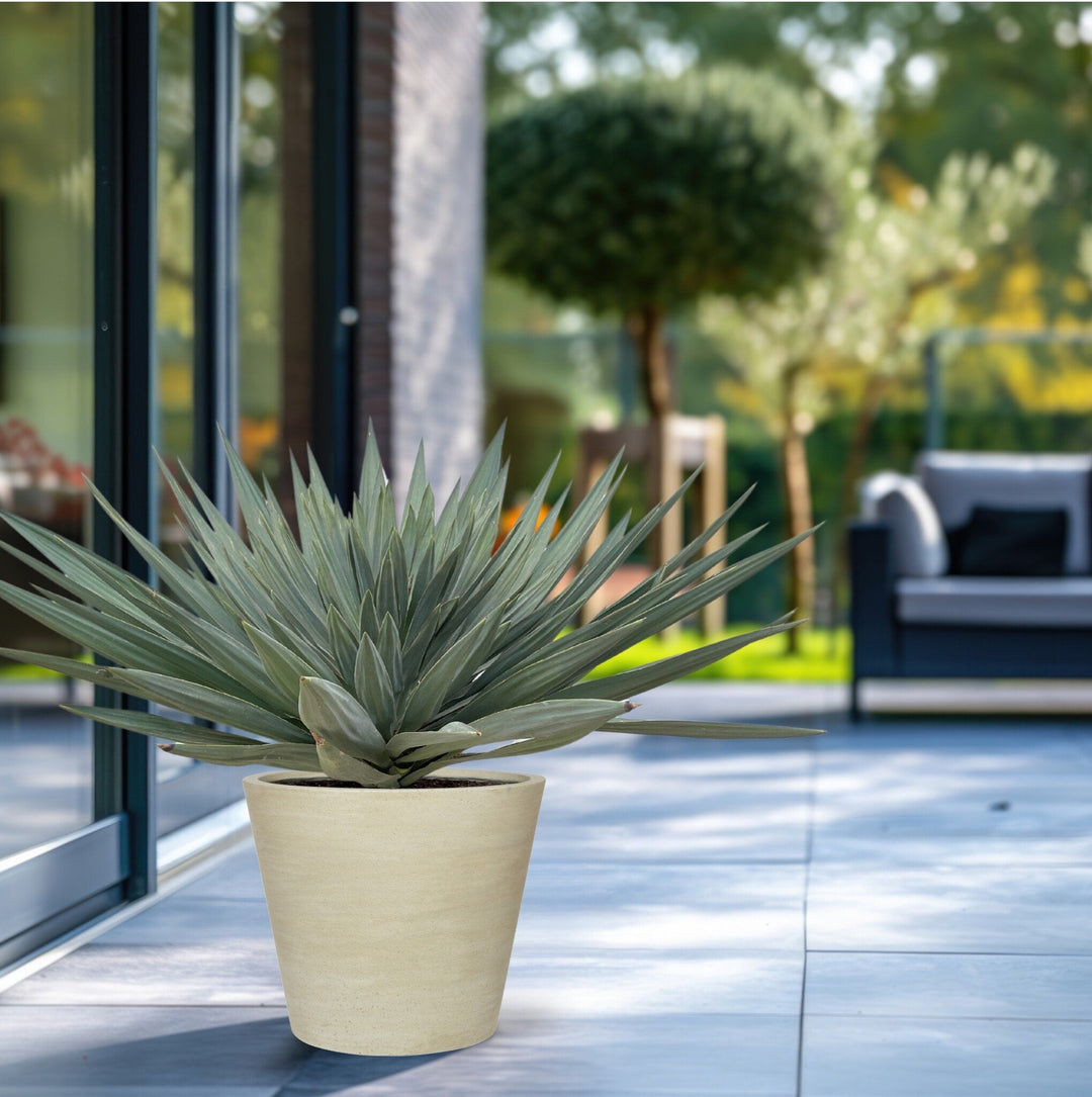 Yucca Gloriosa 'Lone Star' - 140 cm - Palmier Yucca plante d'intérieur