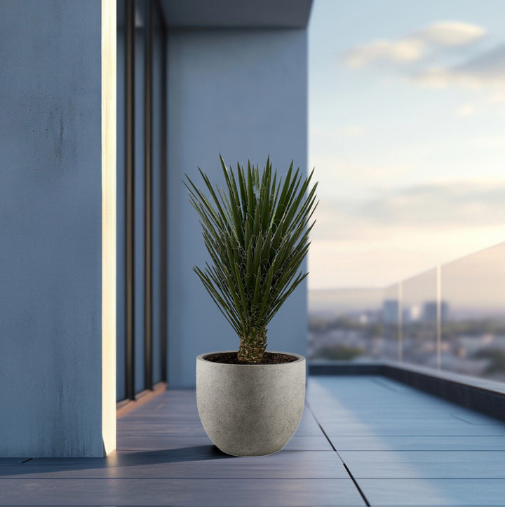 Yucca Filifera - 130 cm - Palmlelie Kamerplant
