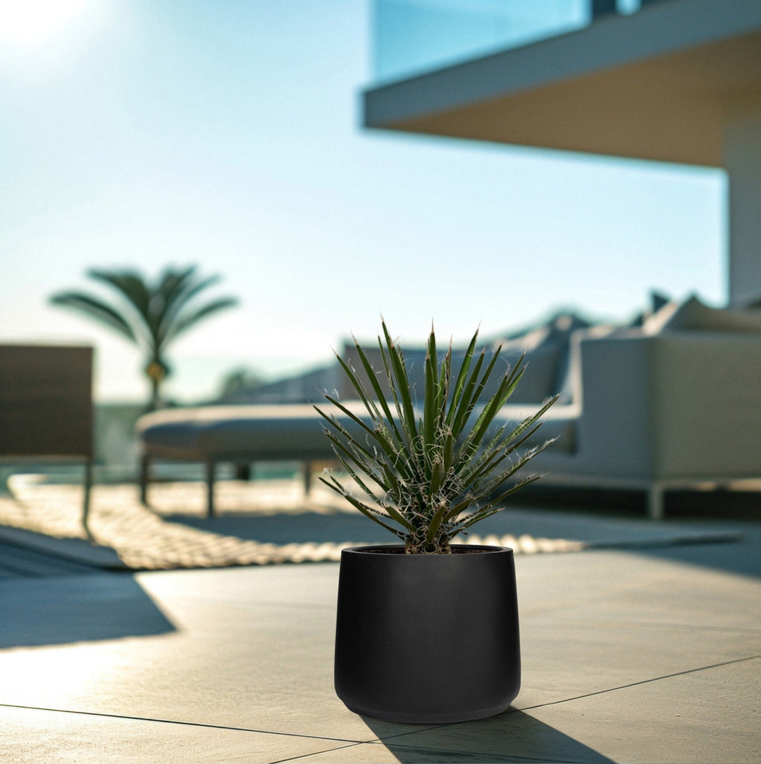 Yucca Filifera - 80cm - Palmlelie Kamerplant